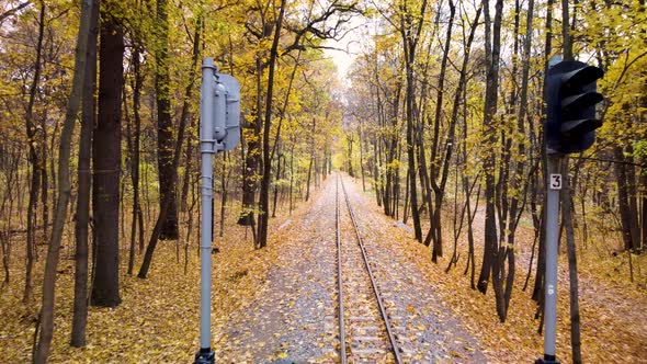 Railway line in vivid yellow leaves, autumn forest