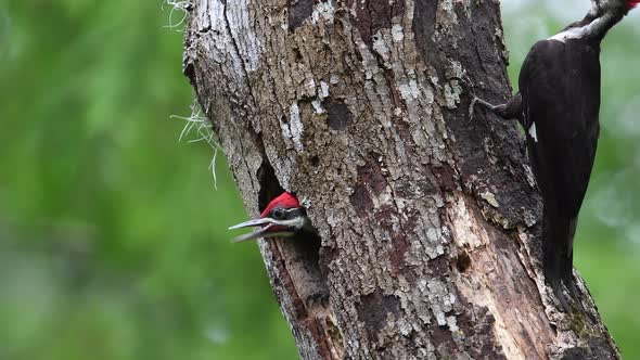 A Pileated Wood Pecker Nest Video Clip