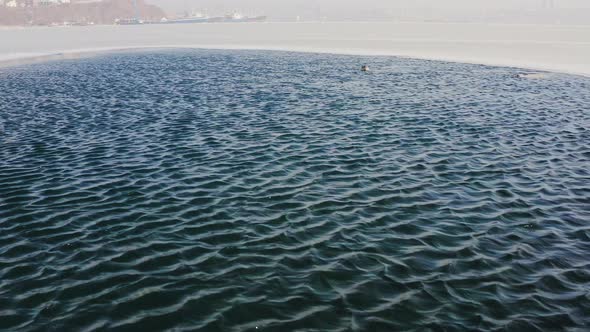 Two Far Eastern Seals Lie Emerging From Under the Water and Swim on the Surface alt