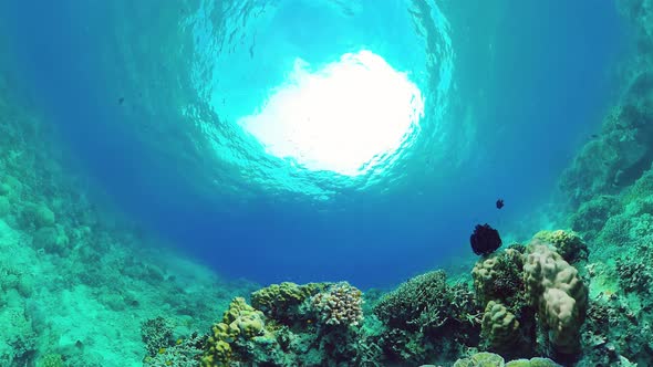 Coral Reef and Tropical Fish Underwater. Bohol, Panglao, Philippines. alt