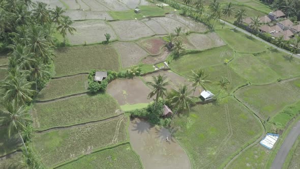  Aerial view of rice terraces with water, rice paddy fields, palms Tegallalang, Ubud, Bali Indonesia