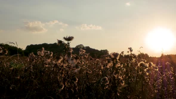Panning shot of long grass and thistles gently swaying in the breeze while the sun sets behind. alt