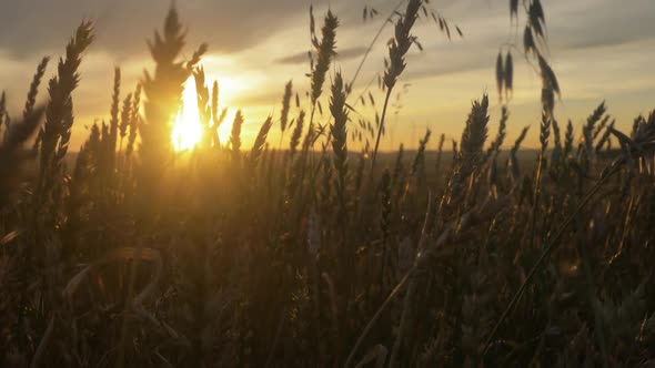 Ears Of Wheat At Golden Sunset