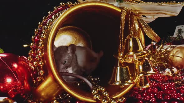 Macro View of Two Rats with White and Grey Furs Sit in Gold Christmas Pot.