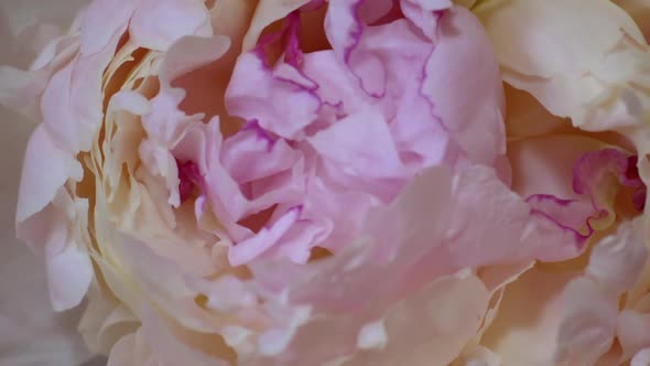 Macro Time-lapse of Light Pink Amazing Blooming Peony Flowers in Motion alt