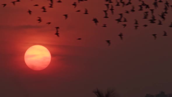 Large group of fruit bats flying in red sunset sky with big red sun, close up alt