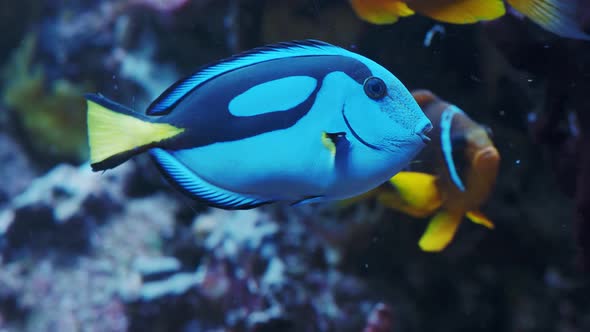 Pacific blue tang fish or Palette surgeonfish, (Paracanthurus hepatus), Family Acanthuridae. 