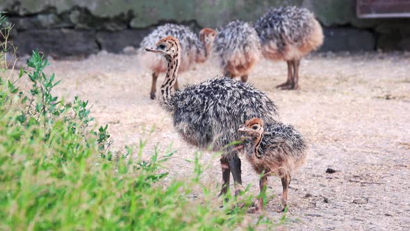 Baby Ostriches on an Ostrich Farm alt