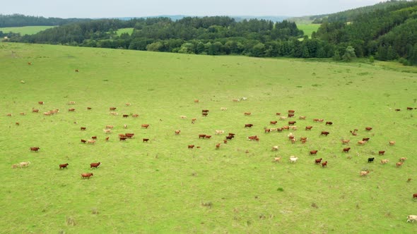 Drone Aerial Shot Camera Turns Around Grazing Cows in the Green Meadow with Hills and Forest on the alt