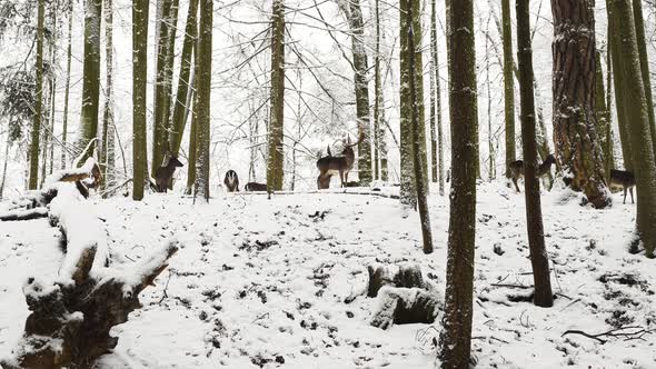 Fallow deer stag and its herd standing motionless in winter forest. alt