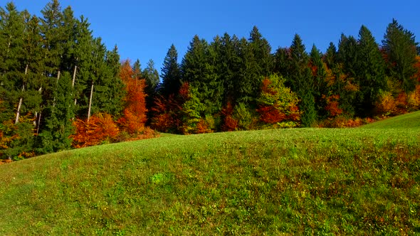 Sunny Autumn Day on Pastures Near Forests
