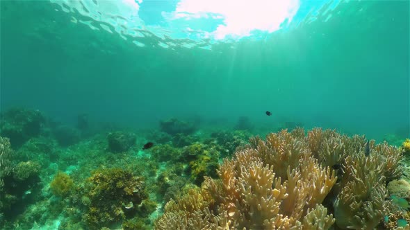 Coral Reef and Tropical Fish alt