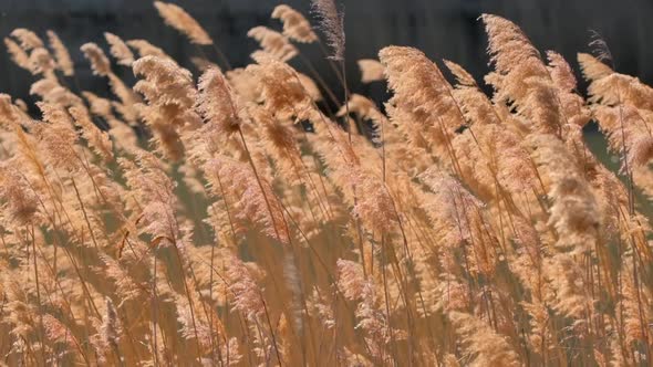 Common Reed Sway on Wind in Slow Motion alt