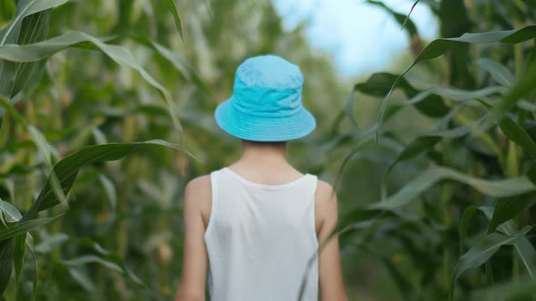 Boy in a Hat Walks Through a Cornfield, Rack Focus , Back View, Rack Focus