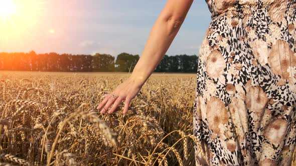 Woman's hand running through wheat field. Girl's hand touching wheat ears closeup.