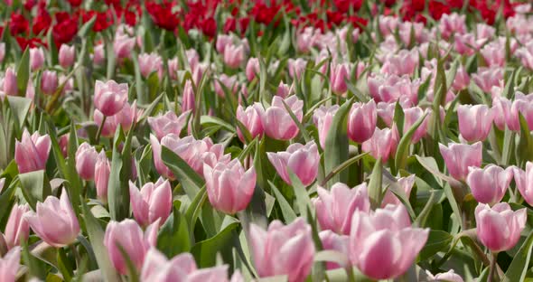 Colorful Tulip flower farm alt