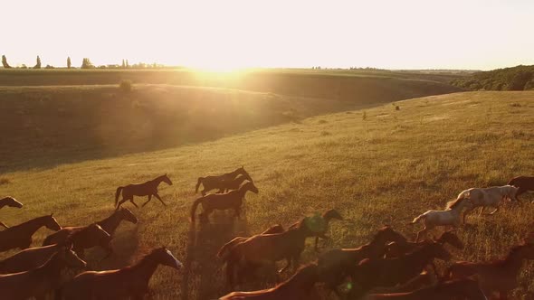 Horses Running on Grass. alt