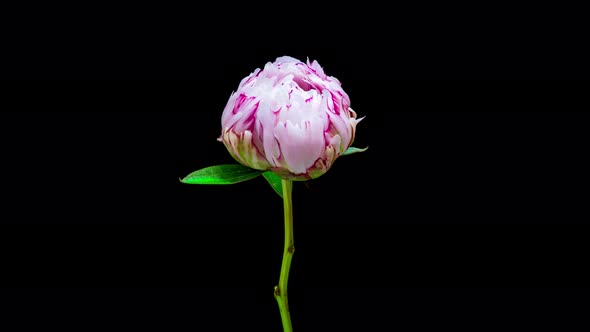 Time Lapse of Beautiful Blooming White Peony