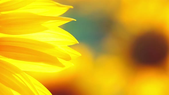 Background with Sunflower Petals alt