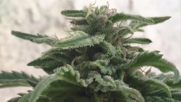 Close view of green flowered marijuana plant and leafs with visible milky pistills and buds in slow alt
