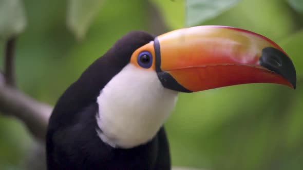 Slow motion closeup of a Giant Toucan opening its bill and looking around alt