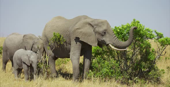 A family of elephants in the Savannah alt
