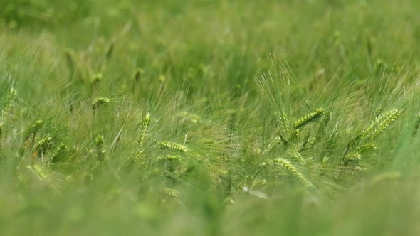 Deep and smooth windy scene from the top of the green field. alt