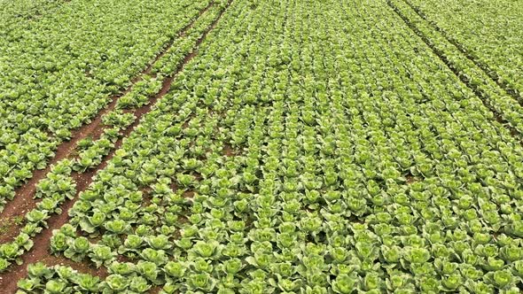 Rows of Cabbage Plantation in the Field