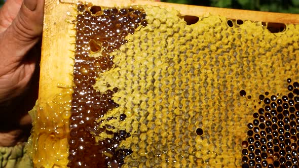 The Beekeeper Cuts the Wax From the Honey Frame