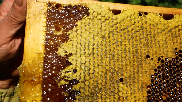 The Beekeeper Cuts the Wax From the Honey Frame alt