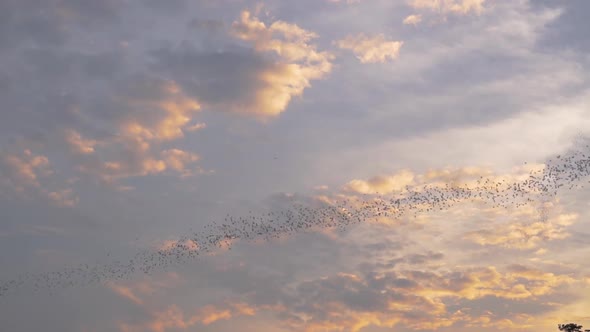 Millions of bats pour out of a cave in Thailand at sunset to go hunting for bugs alt