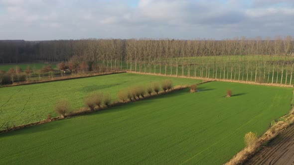Aerial view of a bright green meadow with pollard willows alongside and a line of high trees alt