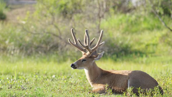 Marsh deer, blastocerus dichotomus gracefully resting on the ground by the river full of vegetations alt
