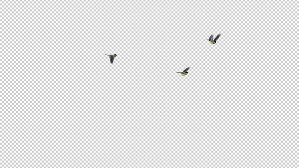 3 Yellow Tit Birds - Flying Around - Transparent Loop