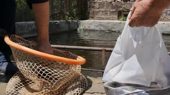 a Seller at a Fish Farm Puts Fresh Trout From a Net Into a Bag for a Buyer