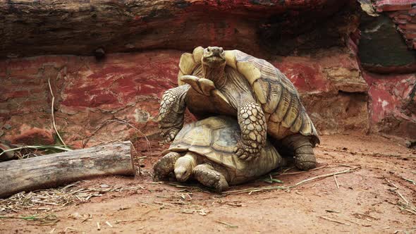 Aldabra giant tortoise (Aldabrachelys gigantea) mating in the garden alt