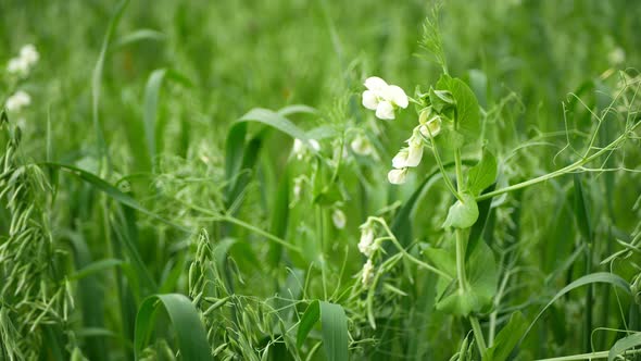 Peas and Oats Detail Green Fertilization Mulch Field Tendrils Soil Nutrition for Crops Green Manure