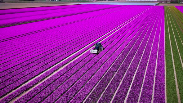 Drone flies over colorful tulip fields on a sunny day in the Netherlands