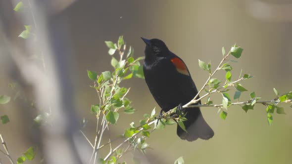 Red Winged Black Bird Attempts to Eat a Gnat Slow Motion