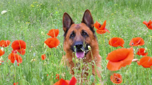 Purebred German Shepherd Resting in the Grass and Red Poppies alt