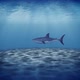 Shark Under water - VideoHive Item for Sale