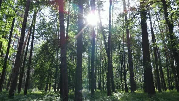 Trees in the Forest By Summer Day alt