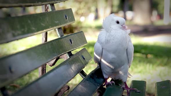White Pigeon on Park Bench. alt