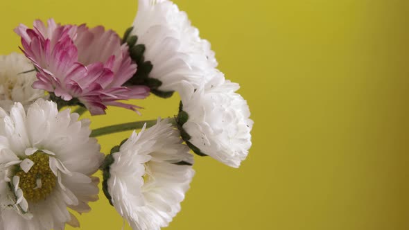 Several Flowers of Daisies Blooming on a Yellow Background alt