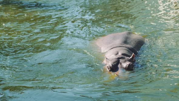 A Large Gray Hippopotamus Floating in the Water