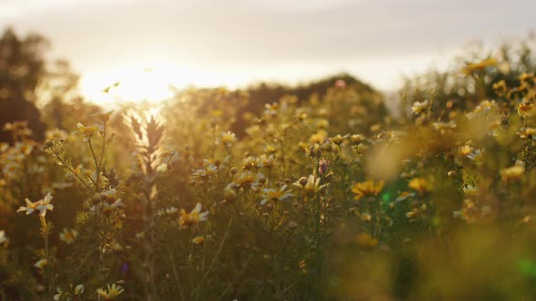 Natural Field in Sicily at Sunset in Spring alt