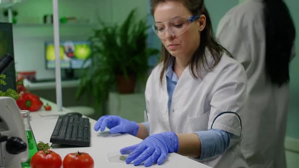 Botanist Woman Looking at Petri Dish with Leaf Sample Checking Gmo Test alt