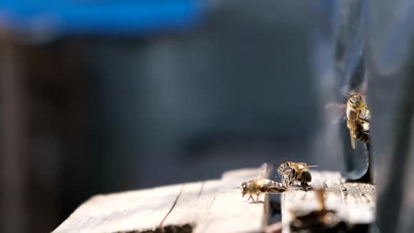 Macro Photography of Bees Flying Into the Hive alt