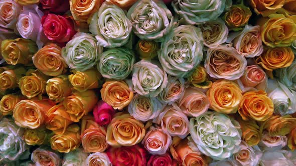 Different Colors of Fresh Roses Grow