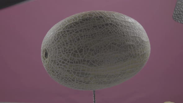 Melon Rotating with Loop on Fuchsia Screen for Chroma Key alt